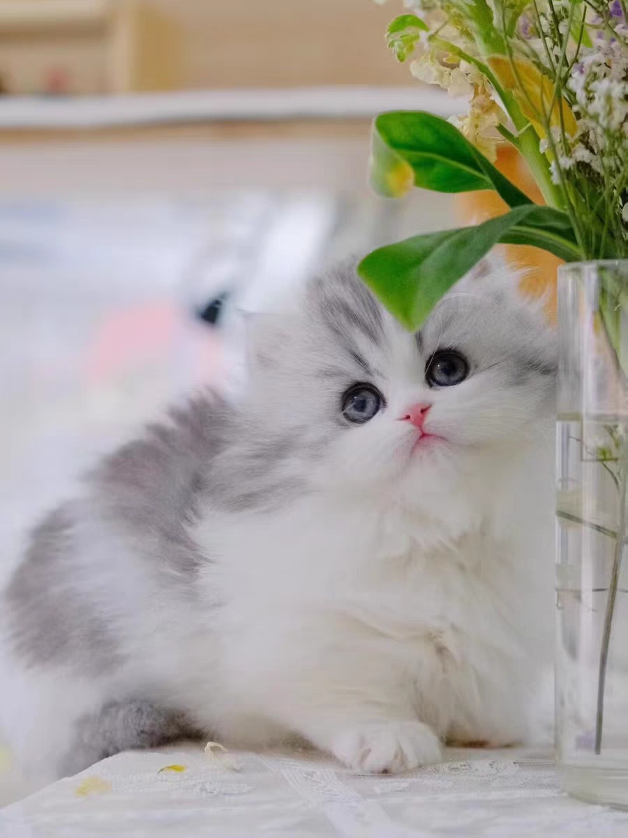猫舍直销,批发价出售,米努特矮脚猫